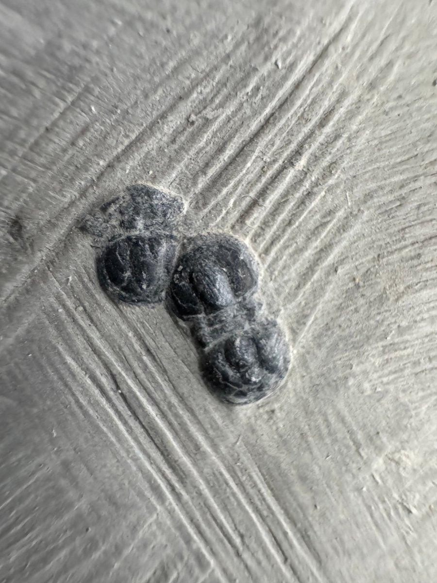 Peronopsis interstrictus Trilobite Fossil on matrix – Cambrian, Utah, USA (P003) - FossilsAndMore