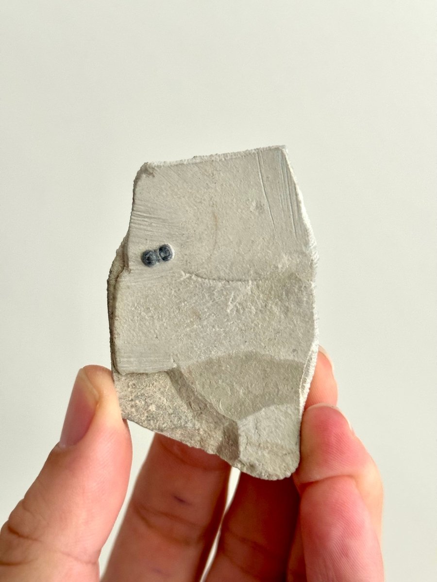 Peronopsis interstrictus Trilobite Fossil on matrix – Cambrian, Utah, USA (P004) - FossilsAndMore