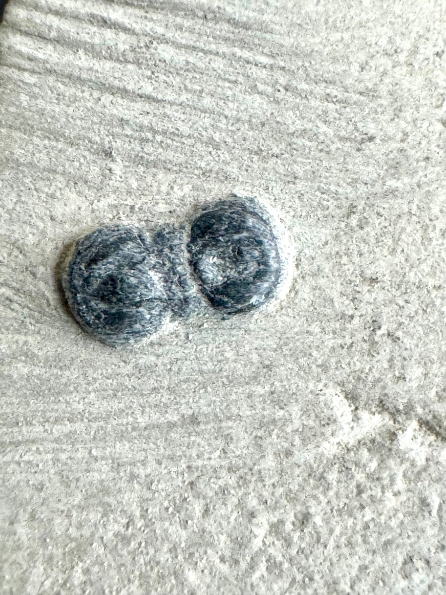 Peronopsis interstrictus Trilobite Fossil on matrix – Cambrian, Utah, USA (P004) - FossilsAndMore