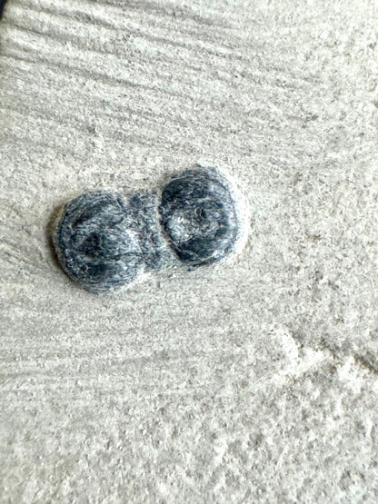 Peronopsis interstrictus Trilobite Fossil on matrix – Cambrian, Utah, USA (P004) - FossilsAndMore