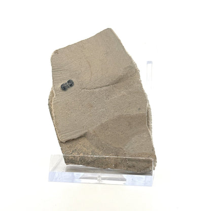 Peronopsis interstrictus Trilobite Fossil on matrix – Cambrian, Utah, USA (P004) - FossilsAndMore