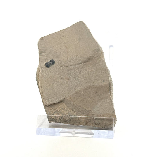 Peronopsis interstrictus Trilobite Fossil on matrix – Cambrian, Utah, USA (P004) - FossilsAndMore