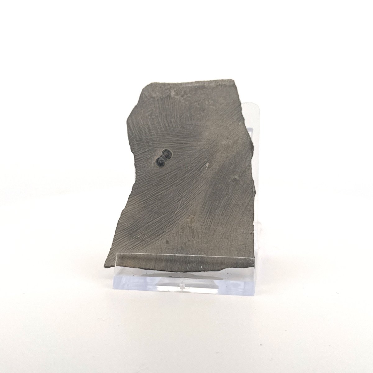 Peronopsis interstrictus Trilobite Fossil on matrix – Cambrian, Utah, USA (P005) - FossilsAndMore