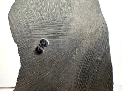 Peronopsis interstrictus Trilobite Fossil on matrix – Cambrian, Utah, USA (P005) - FossilsAndMore