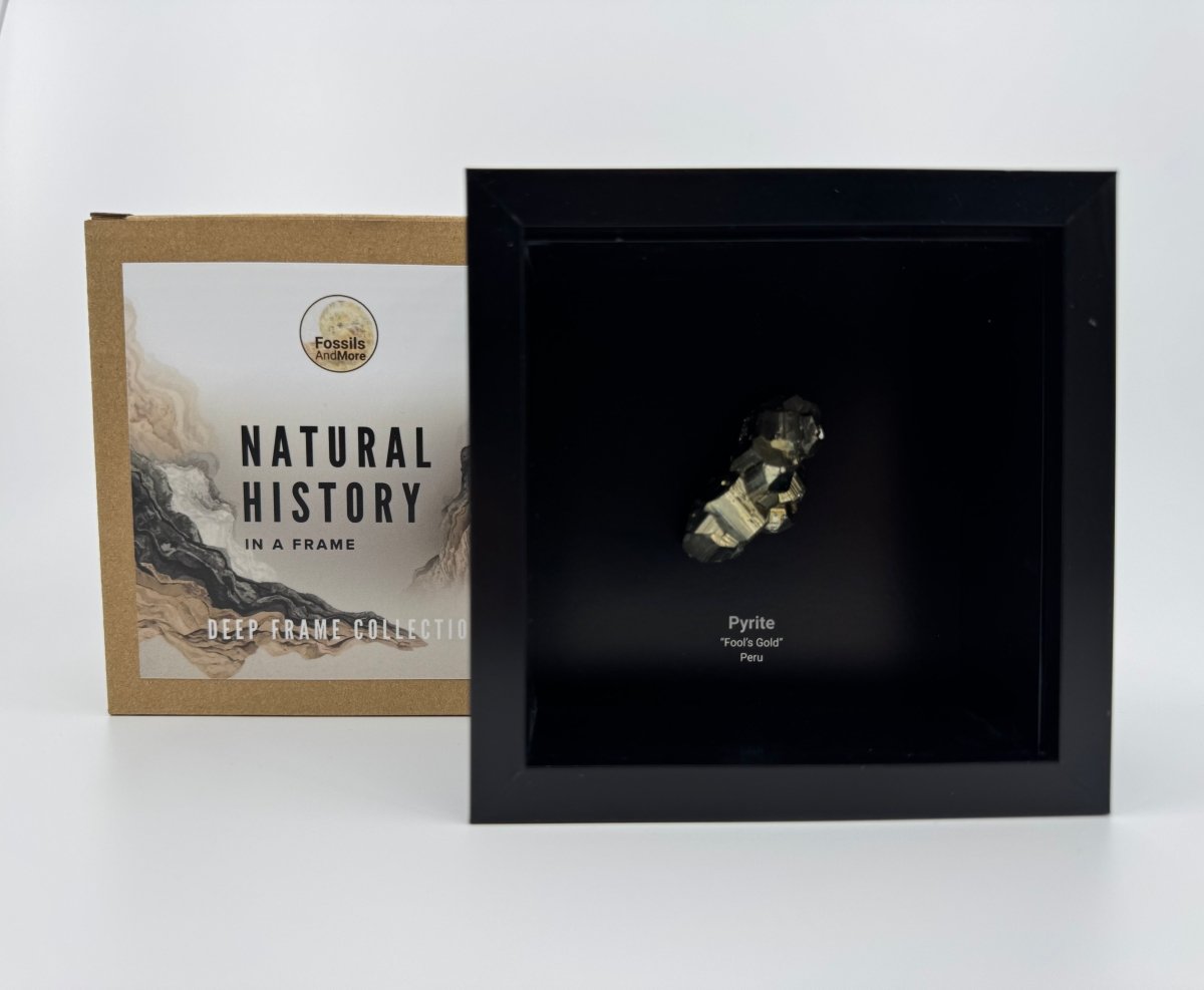 Fossilized pyrite crystal in a black frame with a branded box labeled 'Natural History' on a white background.