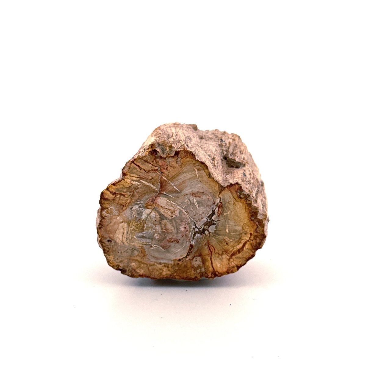 Petrified wood (1.31") from Madagascar - FossilsAndMore
