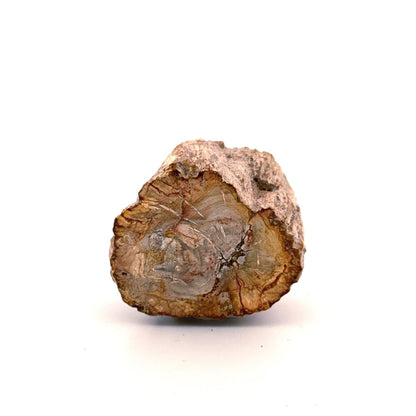 Petrified wood (1.31") from Madagascar - FossilsAndMore