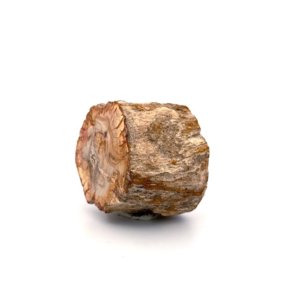 Petrified wood (1.31") from Madagascar - FossilsAndMore