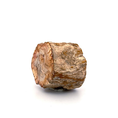 Petrified wood (1.31") from Madagascar - FossilsAndMore