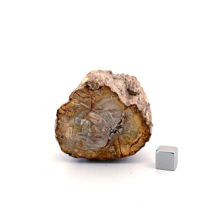 Petrified wood (1.31") from Madagascar - FossilsAndMore