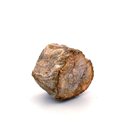 Petrified wood (1.31") from Madagascar - FossilsAndMore