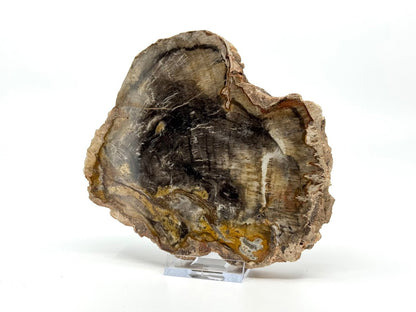 Petrified wood slab from Madagascar (5.34") - FossilsAndMore