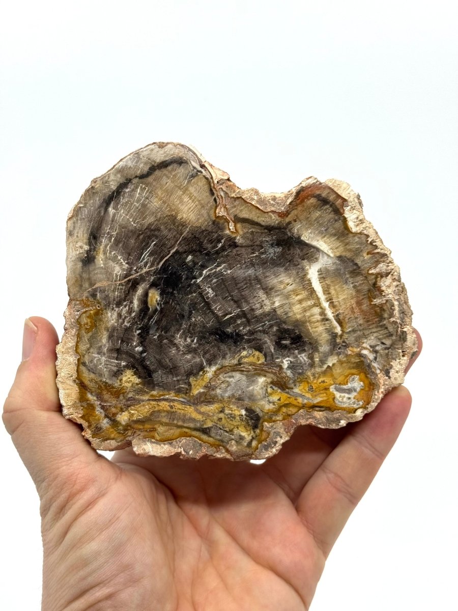 Petrified wood slab from Madagascar (5.34") - FossilsAndMore