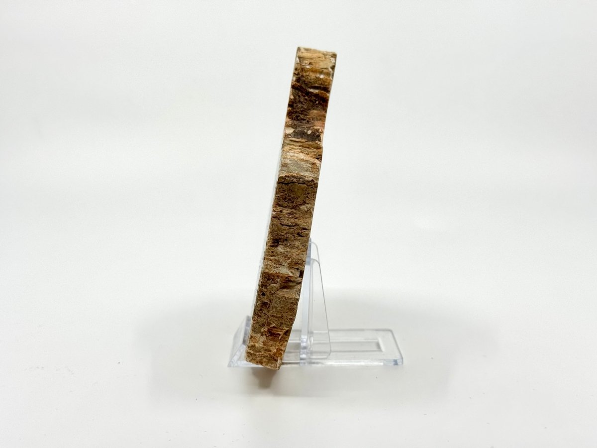 Petrified wood slab from Madagascar (5.34") - FossilsAndMore