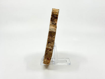 Petrified wood slab from Madagascar (5.34") - FossilsAndMore