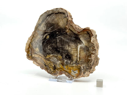 Petrified wood slab from Madagascar (5.34") - FossilsAndMore