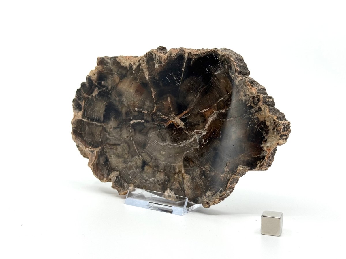 Petrified wood slab from Madagascar (5.93") - FossilsAndMore