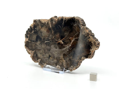 Petrified wood slab from Madagascar (5.93") - FossilsAndMore