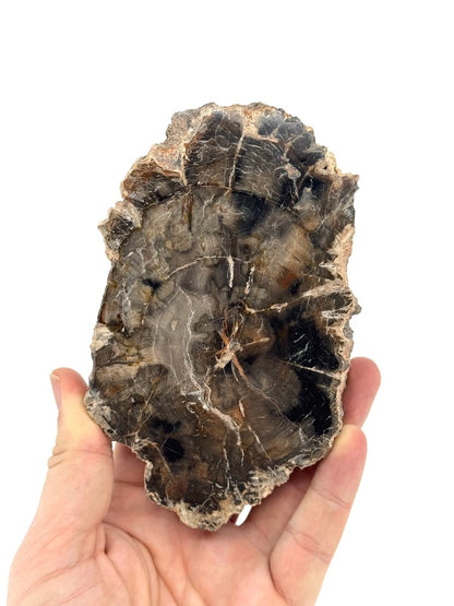 Petrified wood slab from Madagascar (5.93") - FossilsAndMore