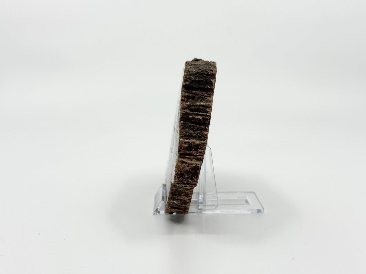 Petrified wood slab from Madagascar (5.93") - FossilsAndMore