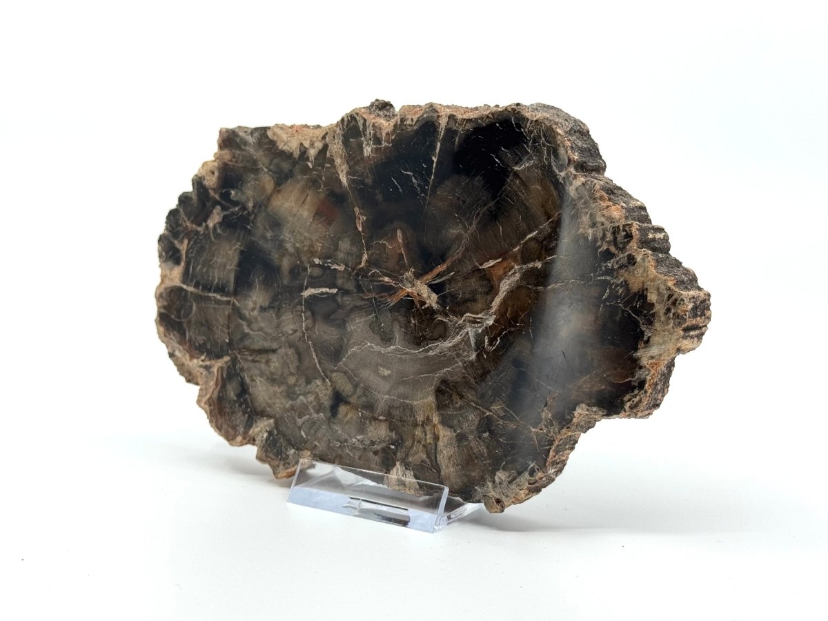 Petrified wood slab from Madagascar (5.93") - FossilsAndMore