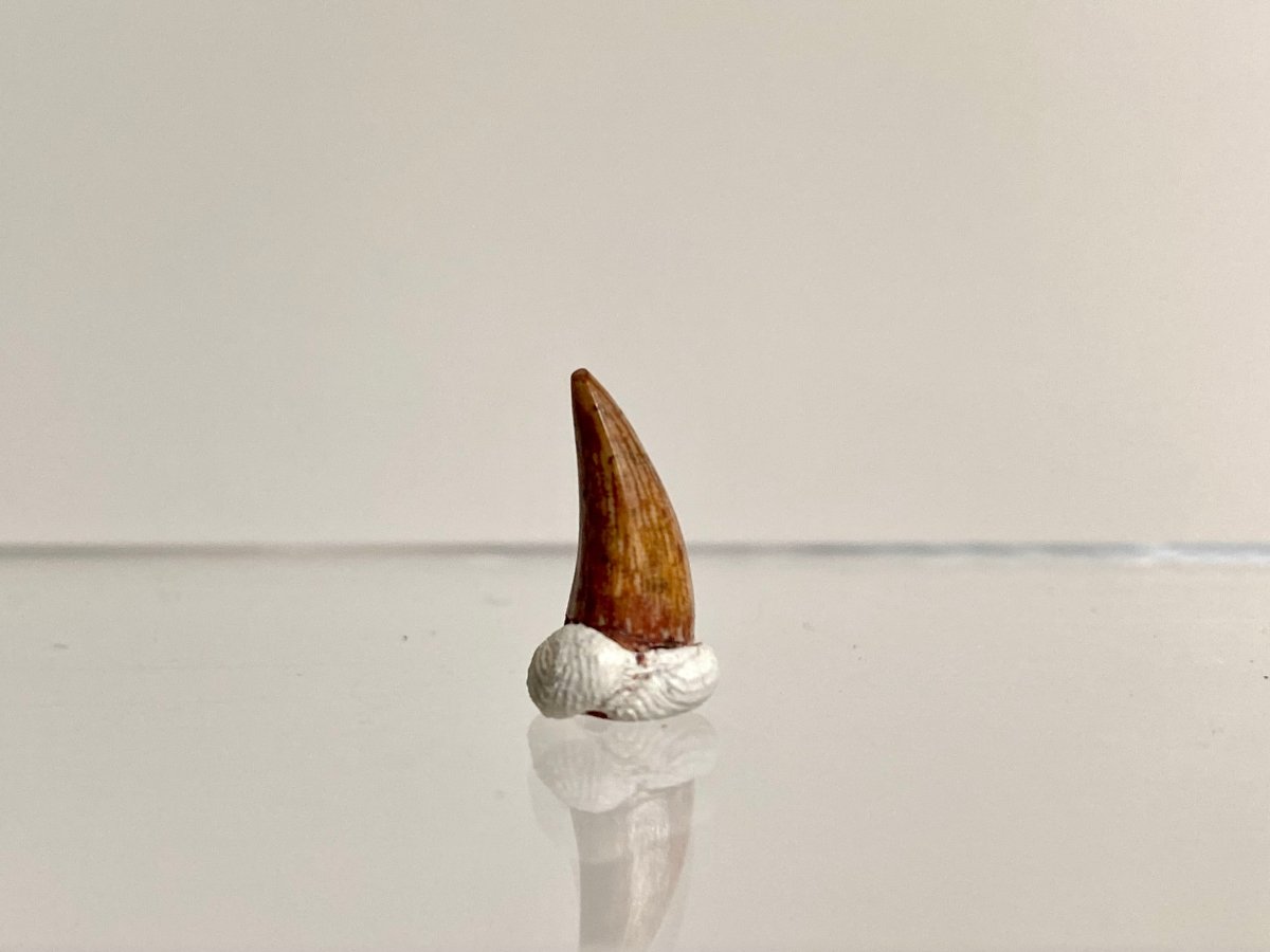 Phytosaur fossils tooth, Redondasaurus (0.49") - Late Triassic, USA - FossilsAndMore