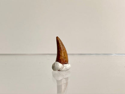 Phytosaur fossils tooth, Redondasaurus (0.49") - Late Triassic, USA - FossilsAndMore