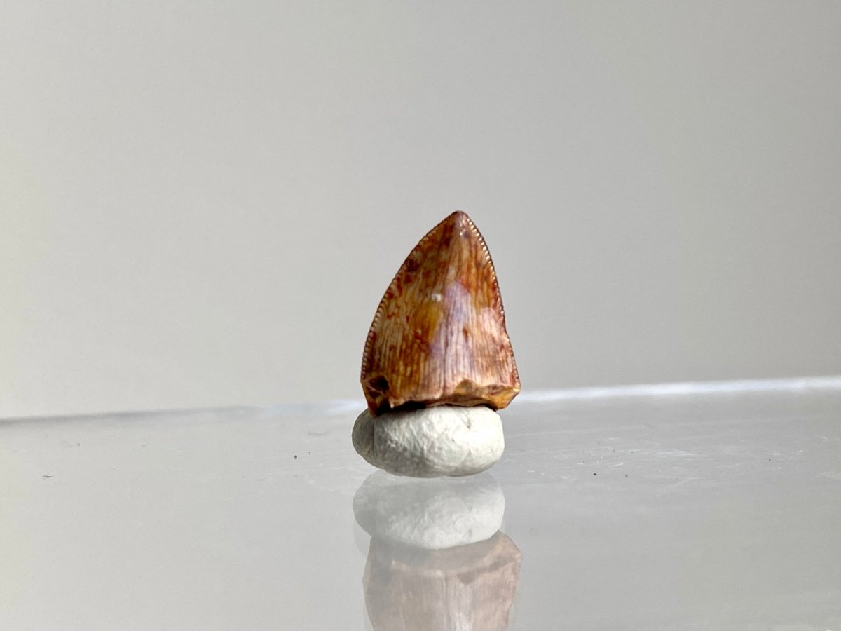 Phytosaur fossils tooth, Redondasaurus (0.51") - Late Triassic, USA - FossilsAndMore