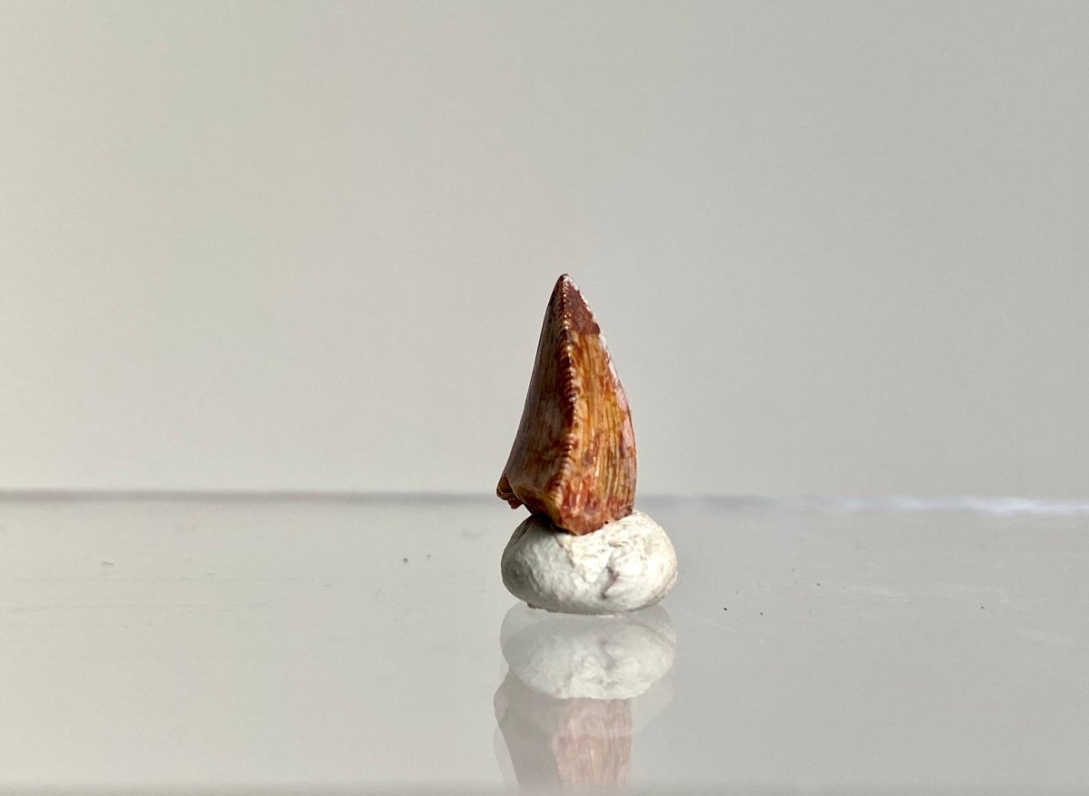 Phytosaur fossils tooth, Redondasaurus (0.51") - Late Triassic, USA - FossilsAndMore