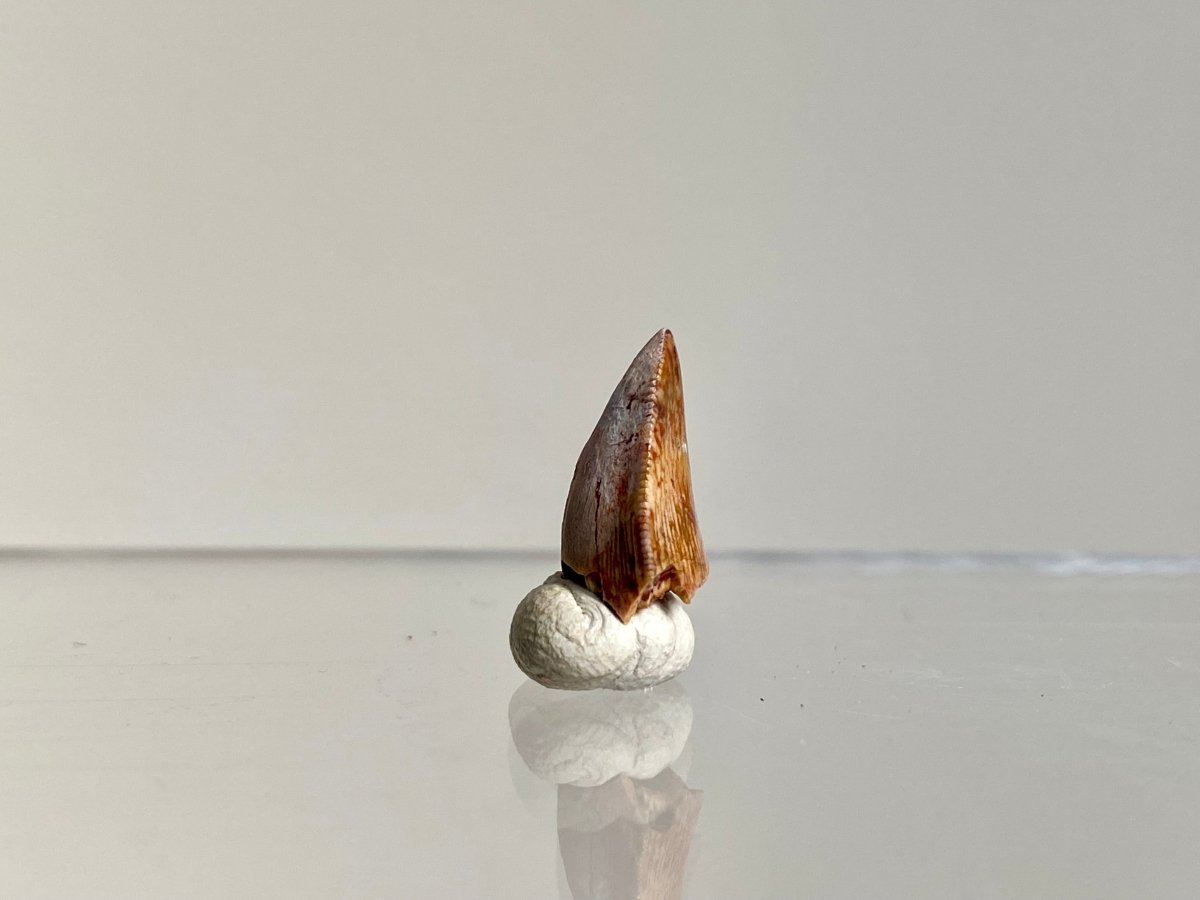 Phytosaur fossils tooth, Redondasaurus (0.51") - Late Triassic, USA - FossilsAndMore