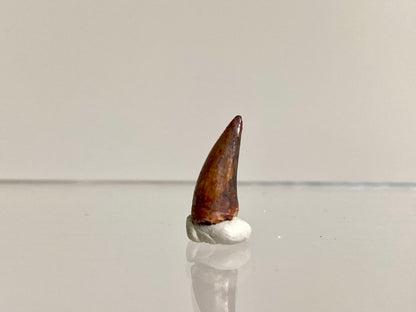 Phytosaur fossils tooth, Redondasaurus (0.54") - Late Triassic, USA - FossilsAndMore