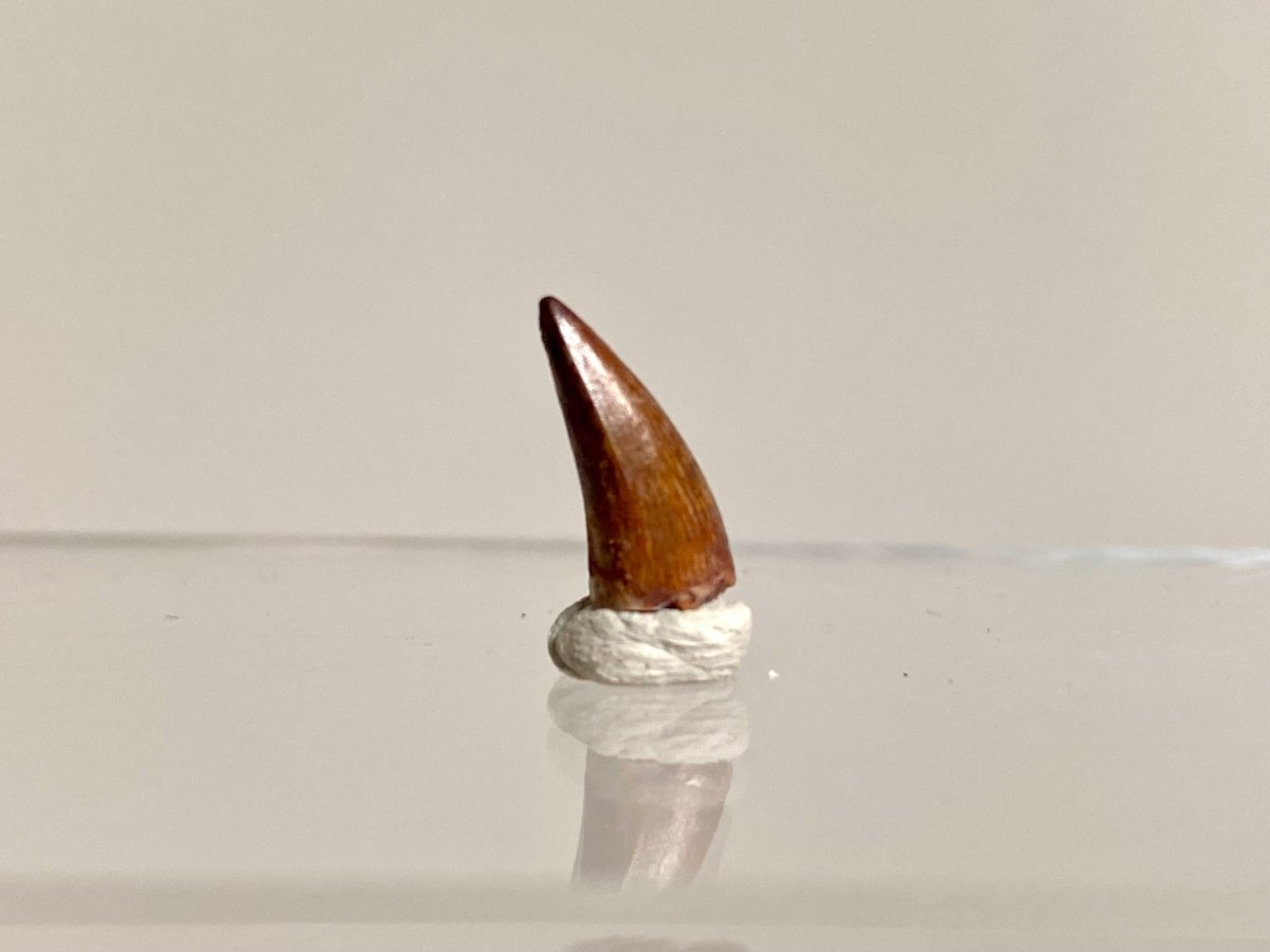 Phytosaur fossils tooth, Redondasaurus (0.54") - Late Triassic, USA - FossilsAndMore