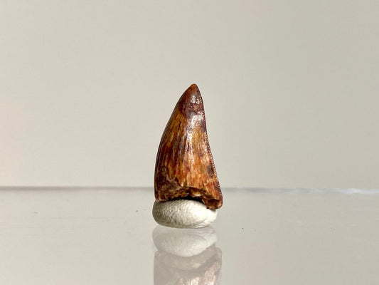 Phytosaur fossils tooth, Redondasaurus (0.71") - Late Triassic, USA - FossilsAndMore