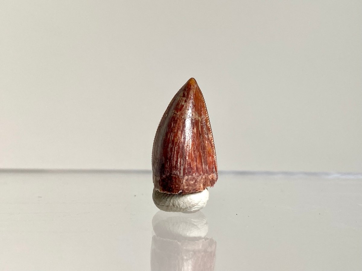 Phytosaur fossils tooth, Redondasaurus (0.72") - Late Triassic, USA - FossilsAndMore