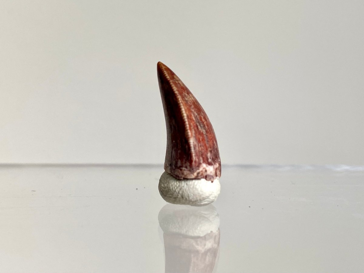 Phytosaur fossils tooth, Redondasaurus (0.72") - Late Triassic, USA - FossilsAndMore