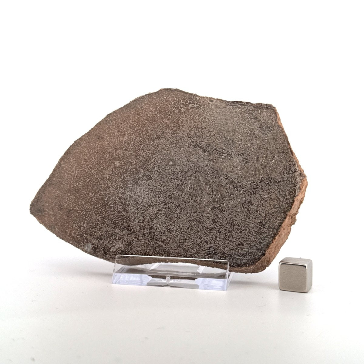 Polished Jurassic Sauropod Dinosaur Bone | 139 Grams - FossilsAndMore
