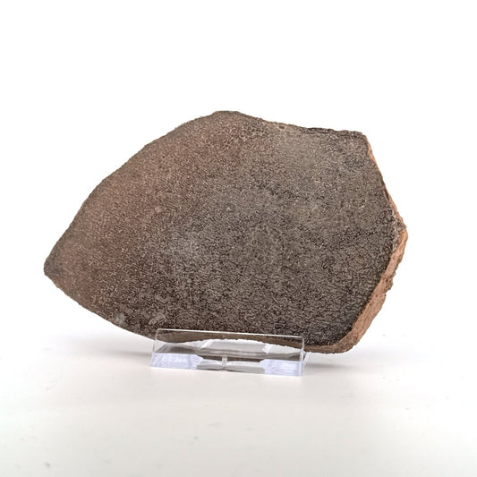 Polished Jurassic Sauropod Dinosaur Bone | 139 Grams - FossilsAndMore