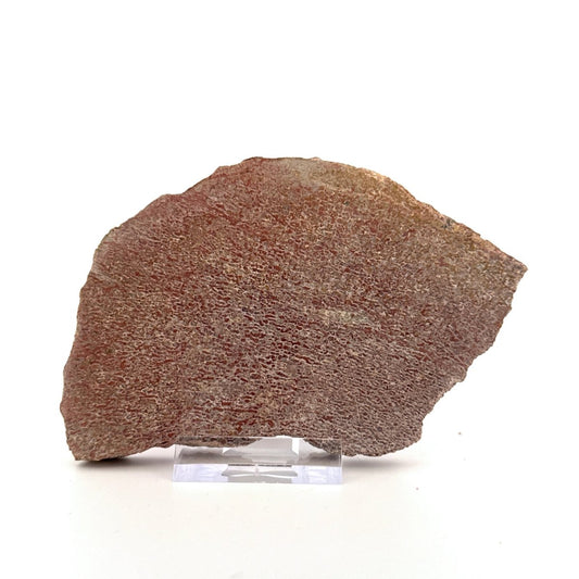 Polished Jurassic Sauropod Dinosaur Bone | 160 Grams - FossilsAndMore