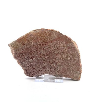 Polished Jurassic Sauropod Dinosaur Bone | 160 Grams - FossilsAndMore