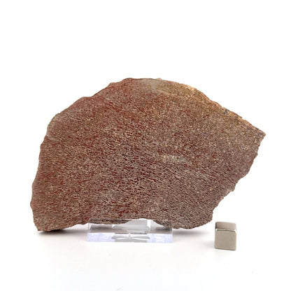 Polished Jurassic Sauropod Dinosaur Bone | 160 Grams - FossilsAndMore