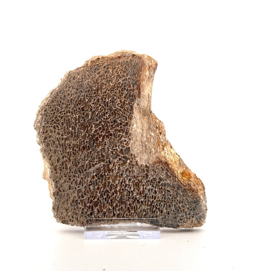 Polished Jurassic Sauropod Dinosaur Bone | 169 Grams - FossilsAndMore