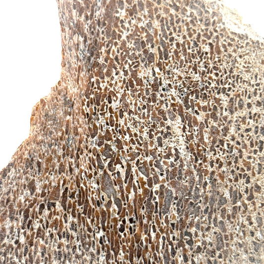 Polished Jurassic Sauropod Dinosaur Bone | 169 Grams - FossilsAndMore