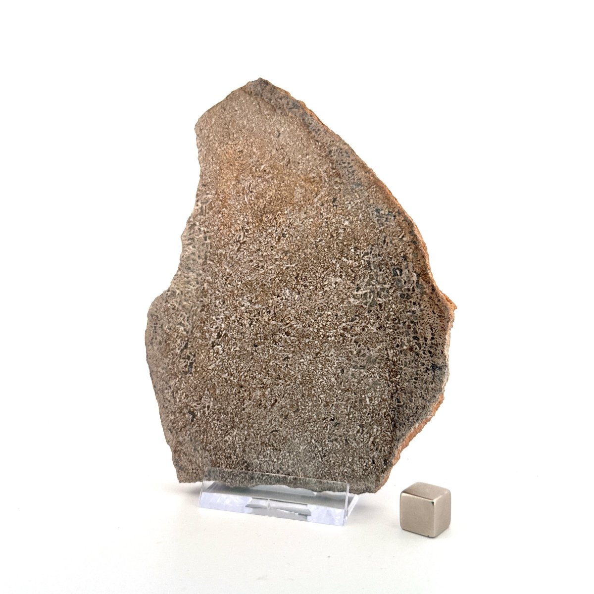 Polished Jurassic Sauropod Dinosaur Bone | 170 Grams - FossilsAndMore