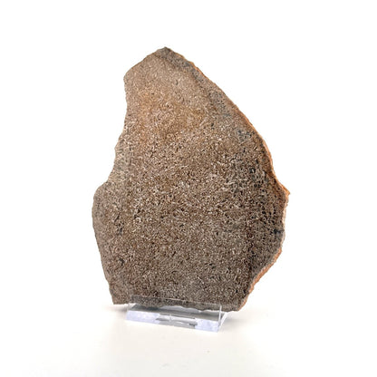 Polished Jurassic Sauropod Dinosaur Bone | 170 Grams - FossilsAndMore