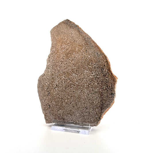 Polished Jurassic Sauropod Dinosaur Bone | 170 Grams - FossilsAndMore