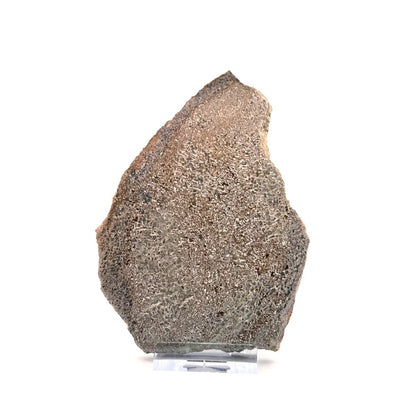 Polished Jurassic Sauropod Dinosaur Bone | 170 Grams - FossilsAndMore