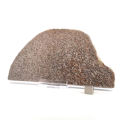 Polished Jurassic Sauropod Dinosaur Bone | 221 Grams - FossilsAndMore