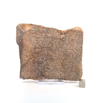 Polished Jurassic Sauropod Dinosaur Bone | 249 Grams - FossilsAndMore