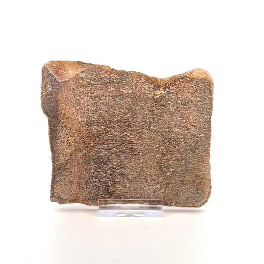 Polished Jurassic Sauropod Dinosaur Bone | 249 Grams - FossilsAndMore