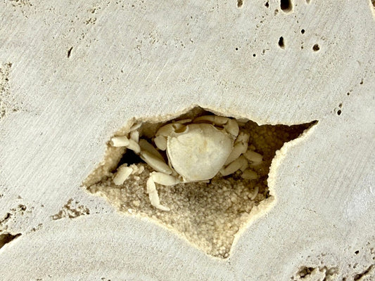 Potamon Fossil Crab on Travertine Matrix (1.20") from Pleistocene, Turkey - FossilsAndMore